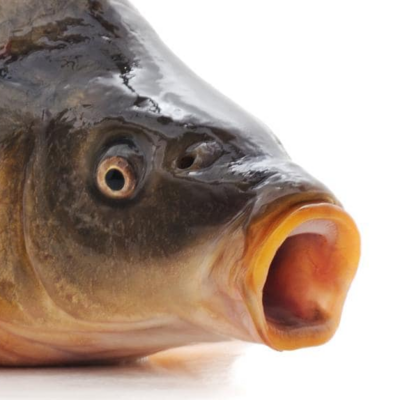 Avatar for Jason Mansfield