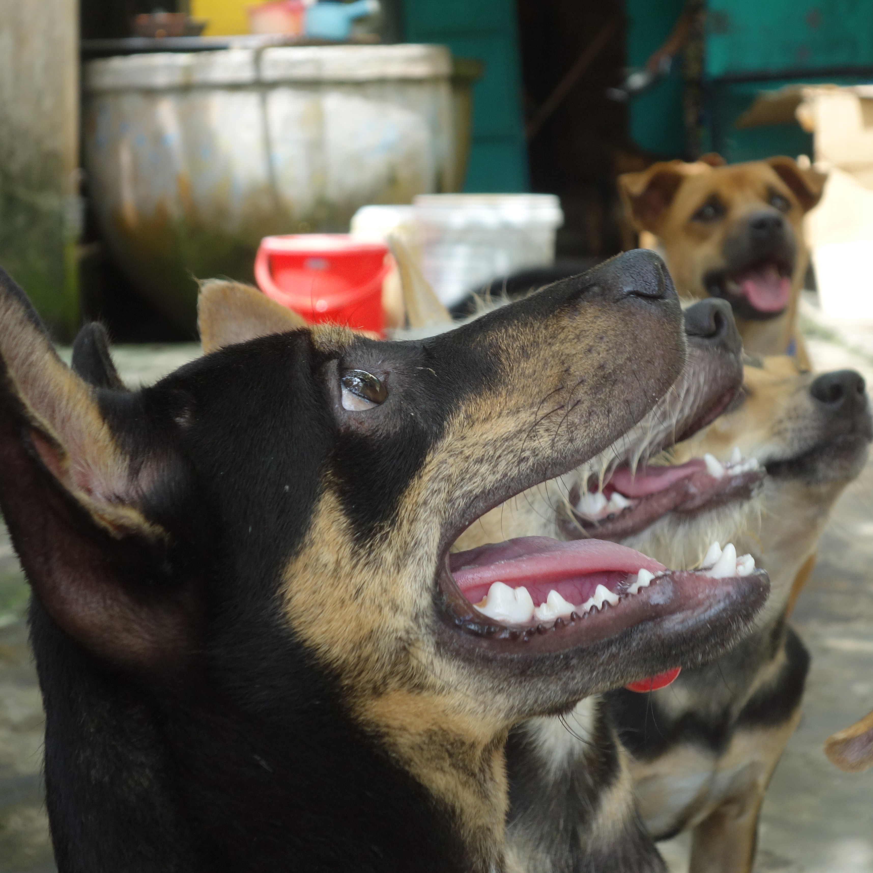 Avatar for Dogs, dogs everywhere