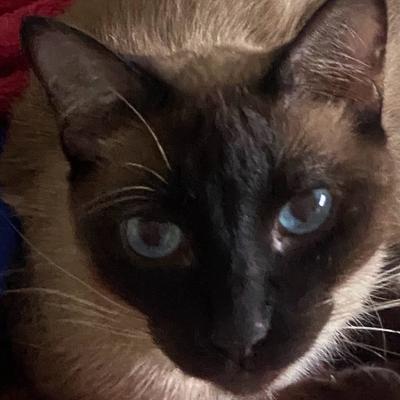 Avatar for A gato :hiddenDisability: