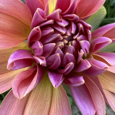 Avatar for Hisstogramma