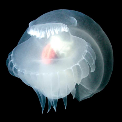 Avatar for AquaClaire