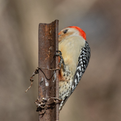 Avatar for Urban Dinosaurs
