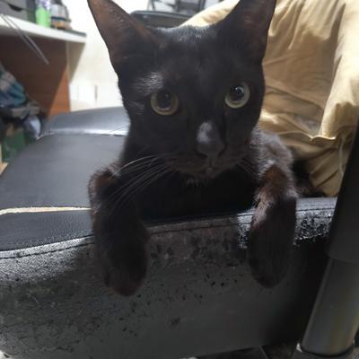 Avatar for Comrade Lunagris