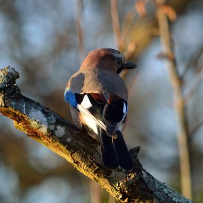 Avatar for The Casual Critic