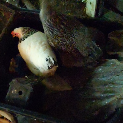 Avatar for Malka Beth