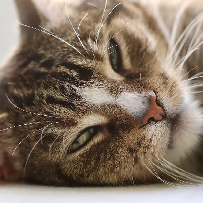 Avatar for Gato Profissional®