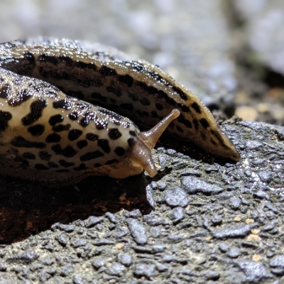 Avatar for Jibel mit einem B