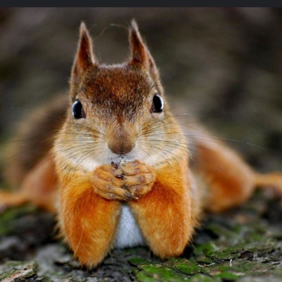 Avatar for Écureuil folle 🐿️ ♾️