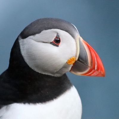 Avatar for Birds Of The World 🌍🦜