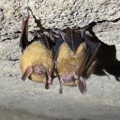 Avatar for Myotis :fediverse: