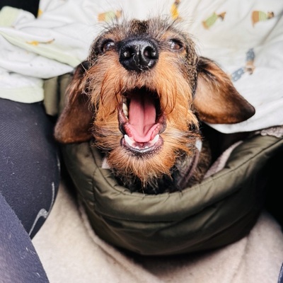 Avatar for nanoparsec