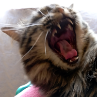 Avatar for Adrianna Pińska