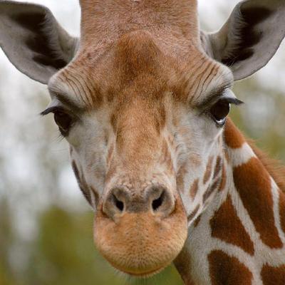 Avatar for William Weber Berrutti