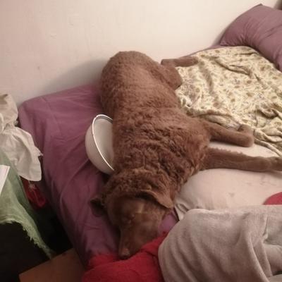 Avatar for Cali's Vassal Duke 4 Denmark