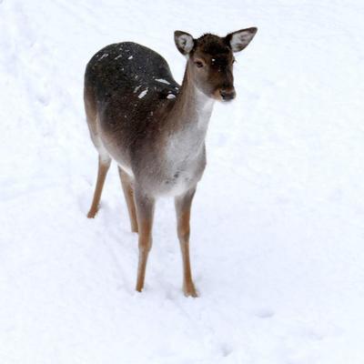 Avatar for Negs oder so... 