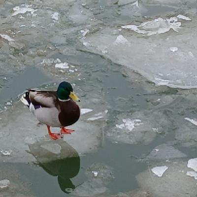 Avatar for 🦆🦆🦆