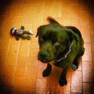 Avatar for :luffy:! • ʁ ą ʄ α ω ɻ • ® 神 • :raccoonroll:!