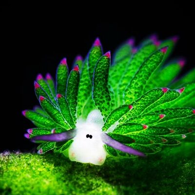 Avatar for Beautiful & unique Nature