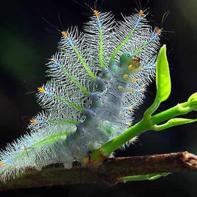 Avatar for Weird & unique Nature's world
