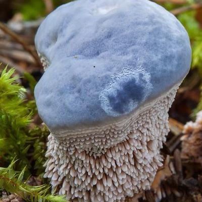 Avatar for Weird & unique Nature's world