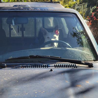 Avatar for Skylarkguy