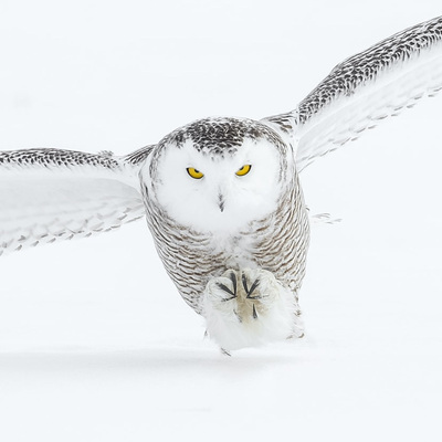 Avatar for Late Night Owl