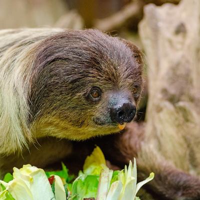 Avatar for Hourly Sloth Bot