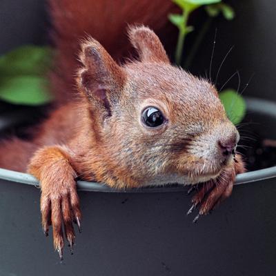 Avatar for pixelgraphix