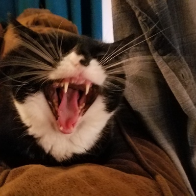 Avatar for Christy Marx Rambling Writer