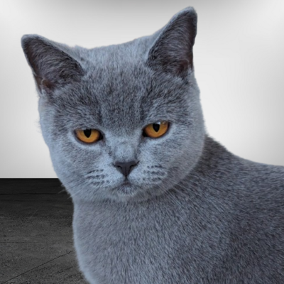 Avatar for Ingo Paschke