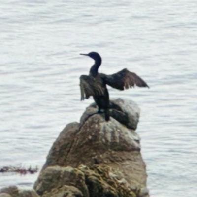 Avatar for Sea Hag 🦭