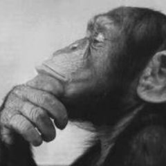 Avatar for Luca da Firenze