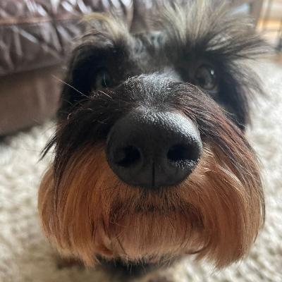 Avatar for Hops the sausage dog