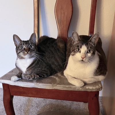 Avatar for Lea and Leo's furever home