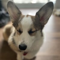 Avatar for Celia the Corgi