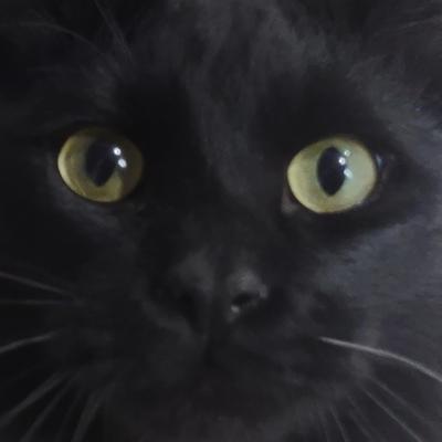Avatar for CyberSecurity Cat