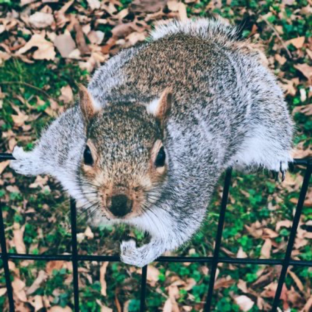 Avatar for Legally Squirrelish 🇵🇸 🍉