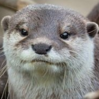Avatar for Loutre