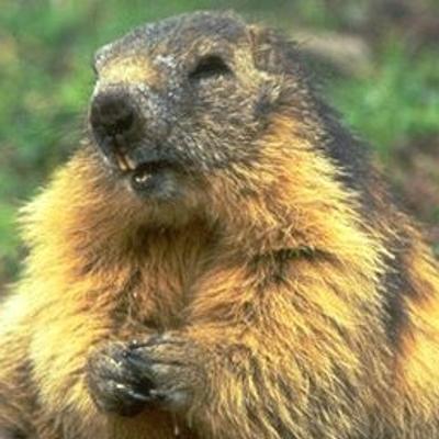 Avatar for Marmotte