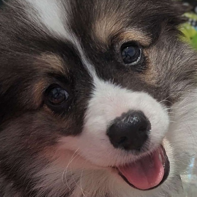 Avatar for Sir Reginald C. Fluffypants