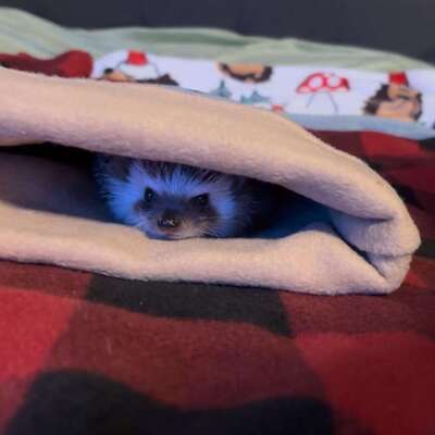 Avatar for hedgebot